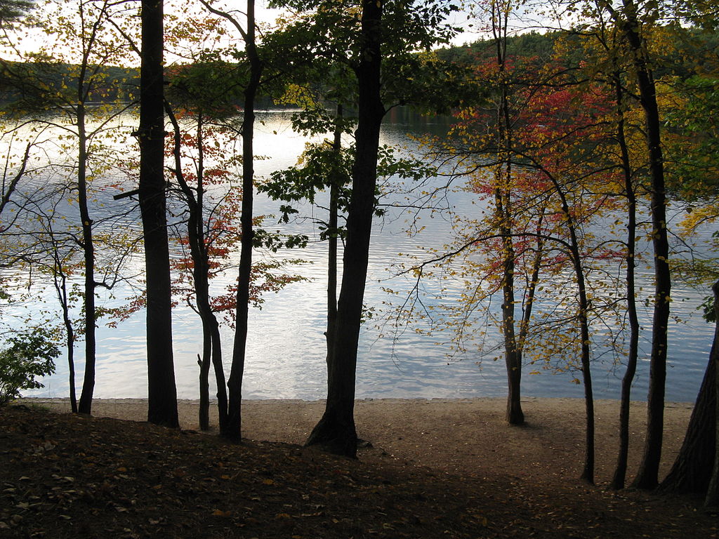 Looking through trees at a lake, with thick trees on the other side.